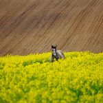 Geodeta na placu budowy – {kiedy jego pomoc jest niezbędna